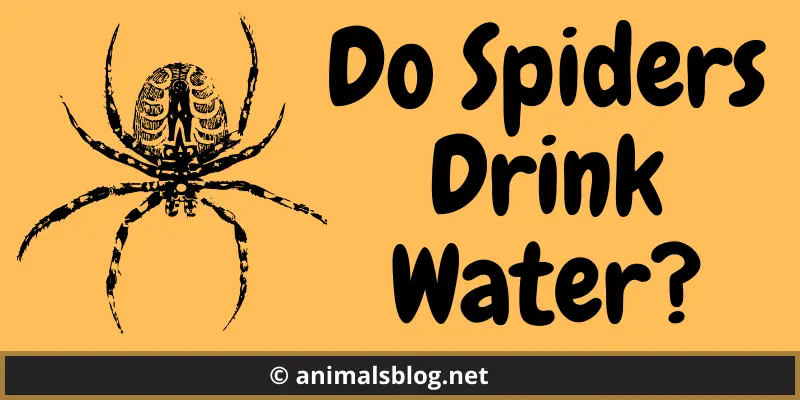 Do Spiders Drink Water?